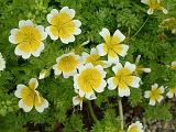 Limnanthes douglasii 